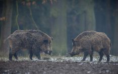 中欧森林生活大量“辐射野猪”，最新研究：冷战期间核武试验是主因