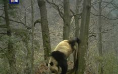 正式拿到“户口簿”！大熊猫国家公园甘肃片区自然资源确权完成首次登记