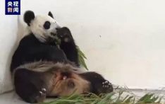 旅俄大熊猫“丁丁”分娩后胃口恢复