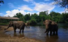 泰国野生动物保护区干旱 外出觅食大象踩死村民