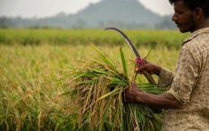蓝建学 鲍志鹏：确保全球粮食安全，印度可以做更多