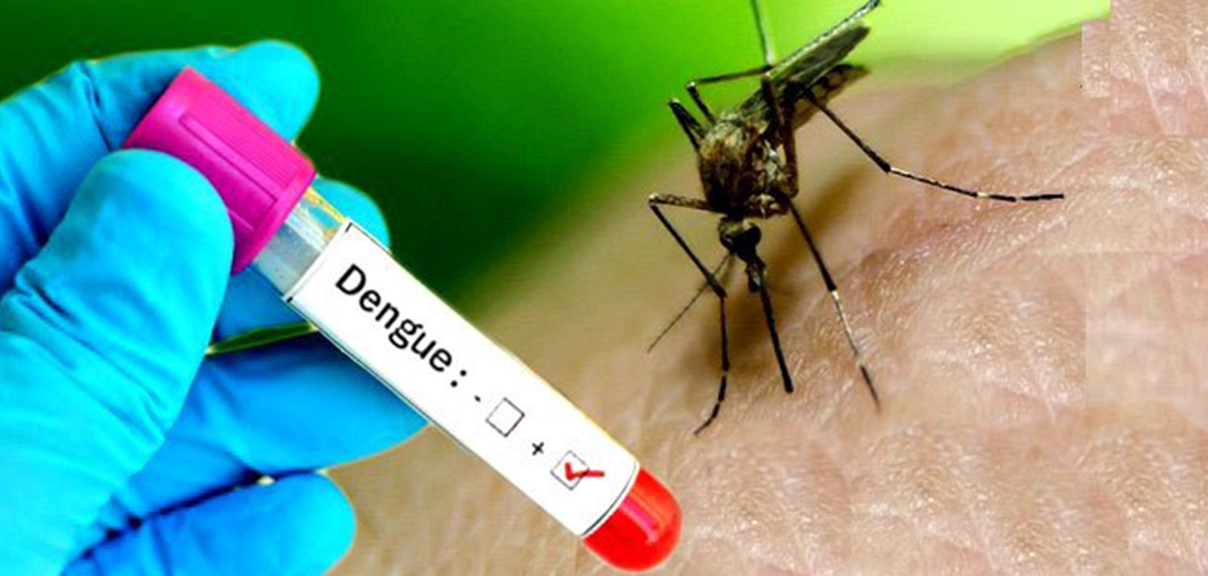 dengue2019-09-08-07-15-07