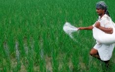 全球化肥供应收紧，俄罗斯卖给印度的化肥也没有折扣价了