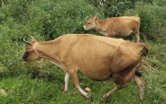 Livestock losses worry farmers