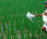 全球化肥供应收紧，俄罗斯卖给印度的化肥也没有折扣价了