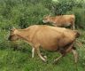 Livestock losses worry farmers
