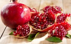 Two new higher yielding pomegranate varieties successful