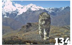 Snow leopard population grows