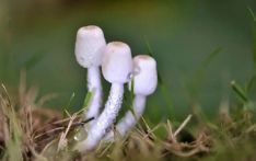 9月仍是蘑菇中毒高发期 外出游玩勿采勿食野生菌
