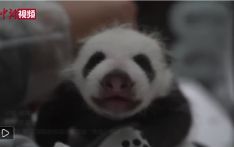 莫斯科动物园新诞大熊猫幼崽性别揭晓