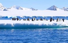 外媒称冬季南极海冰面积创历史新低