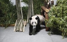 美媒关注：旅美大熊猫或将全部返回中国