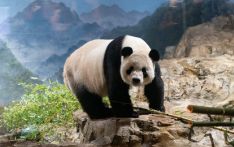 让“忠实粉丝”有机会正式道别——华盛顿动物园举办“大熊猫盛会”