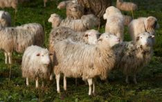 美媒：希腊绵羊误闯温室大快朵颐600磅大麻，吃完跳得比山羊还高