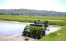 水稻“中暑”令日本农民叫苦
