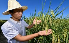 港媒关注：巨型稻连获丰收有助粮食安全