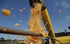 中国调整玉米进口方向转向巴西，美国失去“霸主”地位