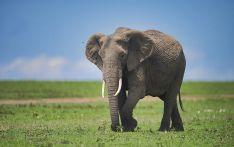 法媒：刚果（金）国家公园一头出逃大象被捕杀，惨遭分食