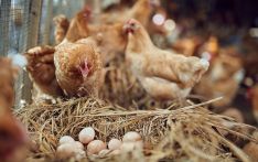 外媒：利用基因编辑技术，“多莉”实验室育出能抗禽流感的鸡