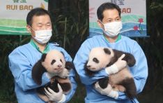 名字公布了！韩国诞生的大熊猫双胞胎 取名“睿宝”和“辉宝”