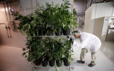 外媒：加拿大大麻合法化五周年，相关入院病例猛增