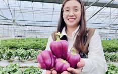 农科开放日的新品种为什么这样“紫”？