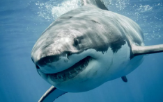 英热播纪录片《地球脉动》捕捉到罕见画面：海豹围攻大白鲨