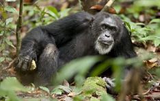 研究发现雌性黑猩猩也会经历更年期