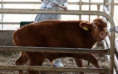 韩国95%养殖牛已接种牛疙瘩皮肤病疫苗