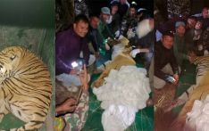 Wild cat taken under control from Makwanpur brought to Chitwan