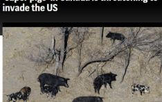 加拿大“超级猪”泛滥 可能“入侵”美国