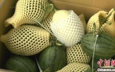 当智能科技遇上温室大棚 新疆泽普反季节西瓜“甜蜜上市”
