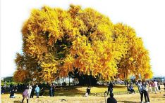 银杏树在韩国的地位为何“根深蒂固”？