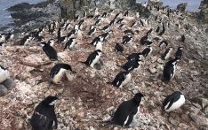美媒：每天打盹上万次，南极帽带企鹅“带娃”不易