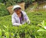 Tea industry in a crisis, say stakeholders