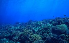 英媒：防止疾病在珊瑚间传播，这一加勒比群岛用抗生素救珊瑚