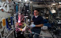 破案！NASA宇航员找到“失踪番茄”，国际空间站“番茄失踪案”告破