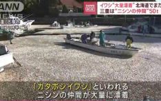 已回收85吨！日本一渔港发现大量死鱼