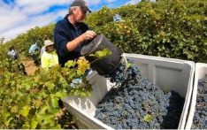 澳大利亚：对中国取消葡萄酒禁令“有信心”