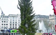 今年挪威送英国的圣诞树，“只剩半棵”？