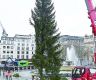 今年挪威送英国的圣诞树，“只剩半棵”？