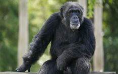 黑猩猩能认出几十年不见的同伴