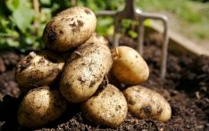 俄媒：白俄罗斯调拨太空资金，用于2万吨土豆储存项目