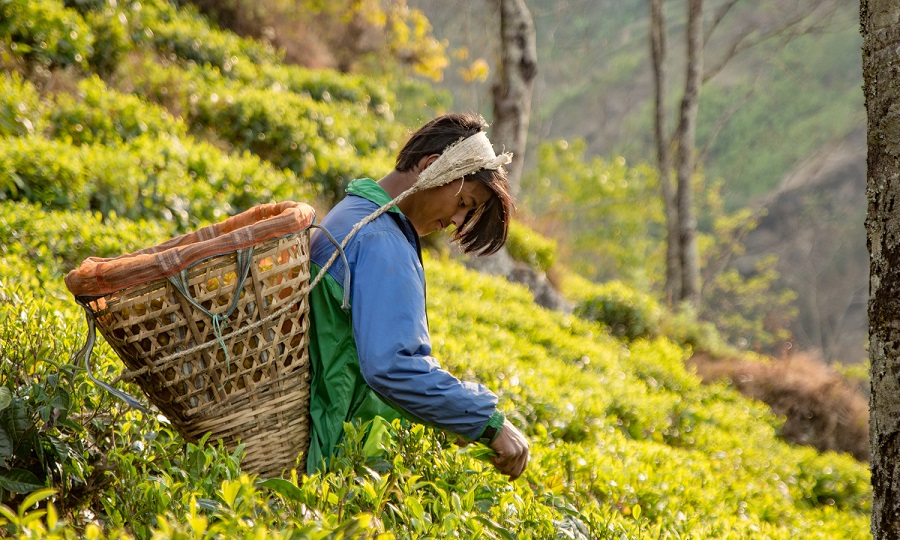 Nepal-Tea-Featured