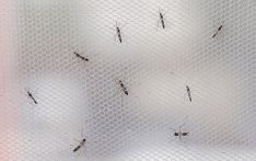 外媒：预防蚊疾传播，阿根廷用辐射给蚊子做绝育