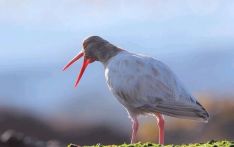 香港《南华早报》：尼泊尔鸟类畸形令人担忧