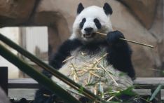 社评：警惕“大熊猫重返美国”话题被政治化