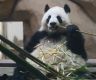 社评：警惕“大熊猫重返美国”话题被政治化
