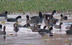 Number of water birds increases in Ghodaghodi wetlands