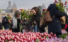 法媒：庆祝节日，荷兰20万株郁金香免费摘